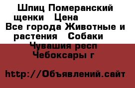 Шпиц Померанский щенки › Цена ­ 25 000 - Все города Животные и растения » Собаки   . Чувашия респ.,Чебоксары г.